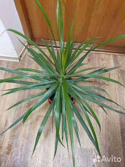 Пальма драцена