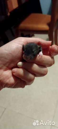 Крысы породистые
