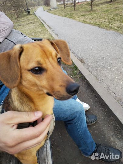 Вязка собак такса