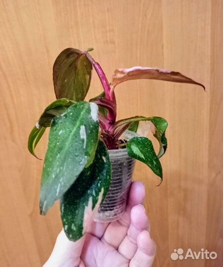 Филодендрон Розовая Принцесса