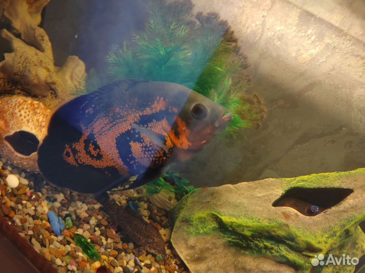 Аквариум с рыбами