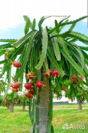 Питахайя. Семена