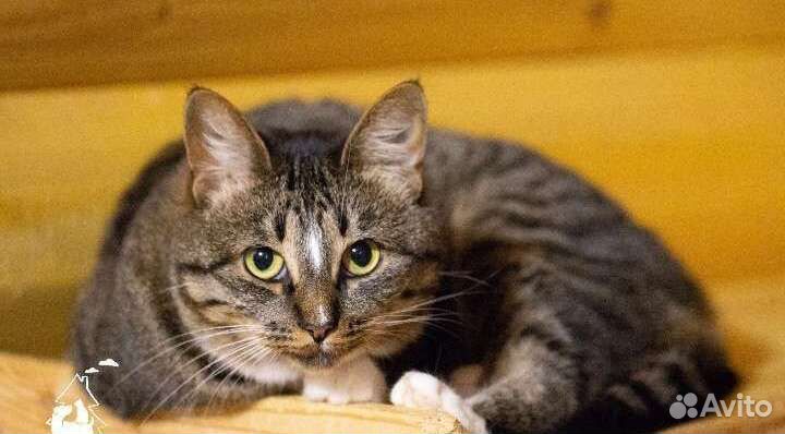 Очаровательная София ищет дом