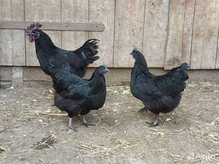 Инкубационные яйца Ухейилюй, Бентамки и Цыплята