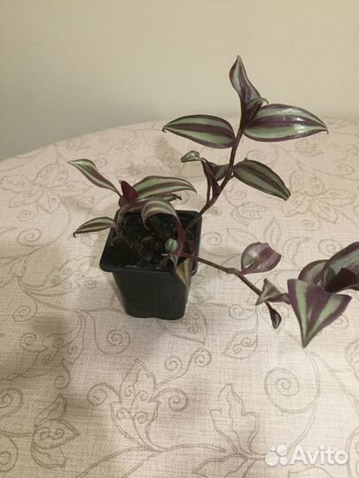 Традесканция пёстролистная