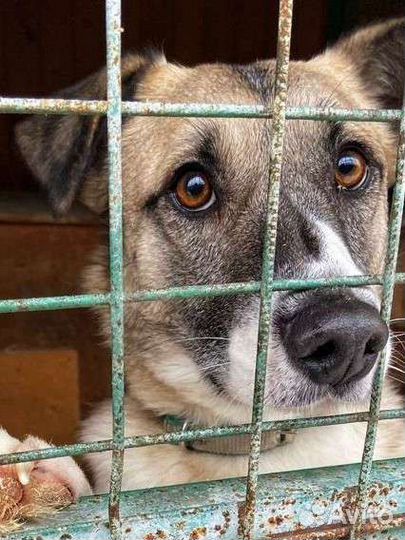 Собаки бесплатно