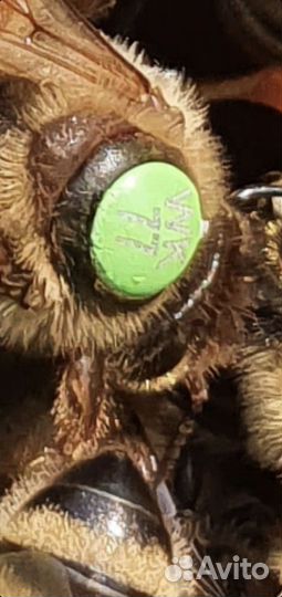 Пчеломатки Бакфаст ф1 карника ф 1