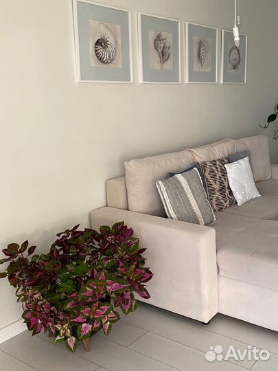 Колеусы в большом горшке