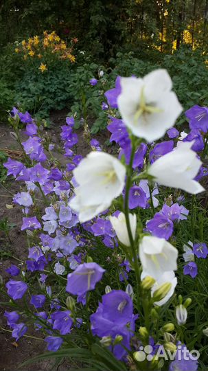 Колокольчик Ромашки Хосты Жемчужница Дербенник