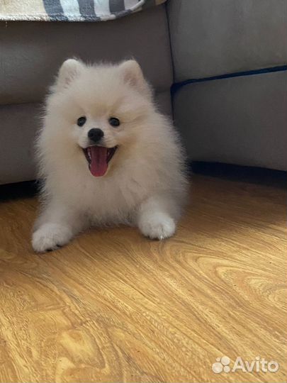 Щенки шпица