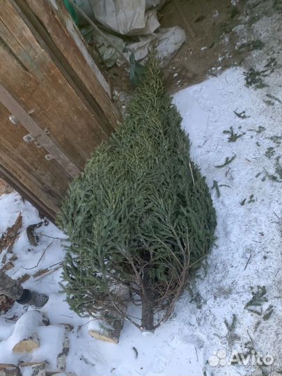 Продам новогоднюю пихту оптом и в розницу