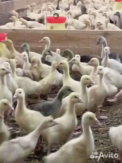 Инкубационное яйцо гусей. Гусята