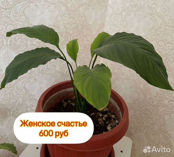 Домашние растения