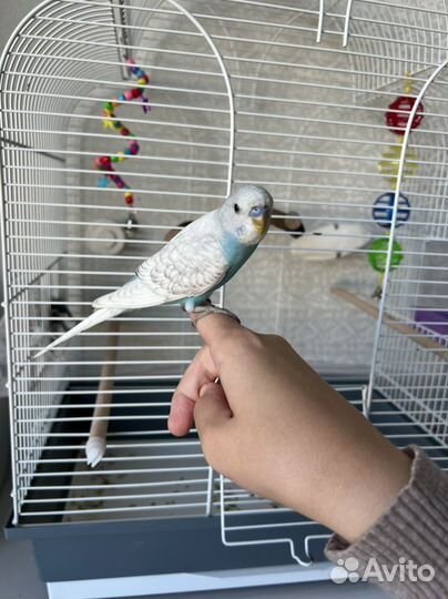 Ручной попугай, мальчик