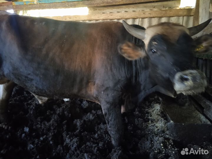 Быки на мясо живым весом