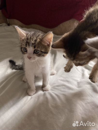 Кошка