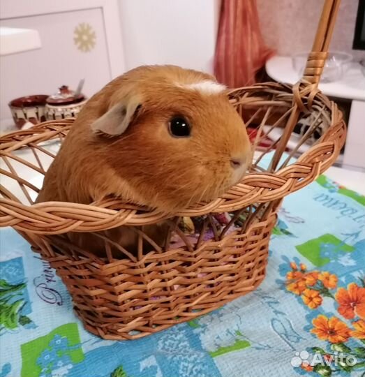Морская свинка