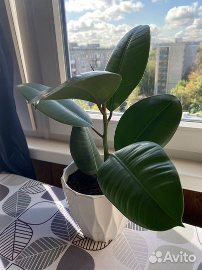 Фикус каучуконосный