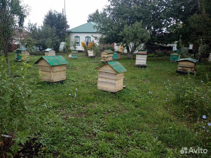 Большие Пчелосемьи