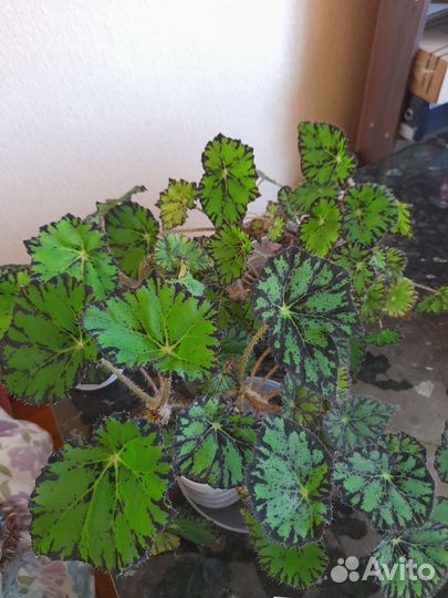 Комнатные цветы