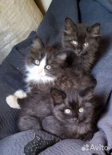 Котята в добрые ручки