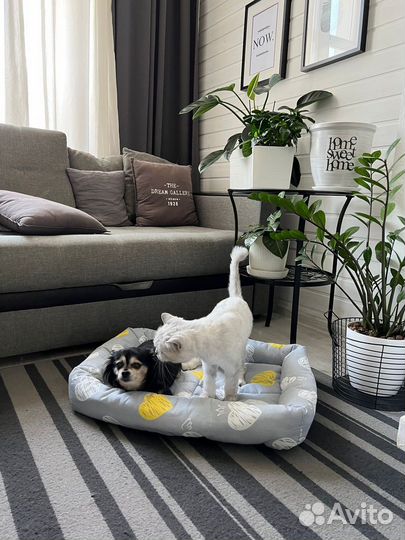 Лежанки Новые