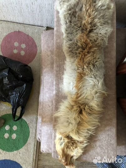 Чучело лисы