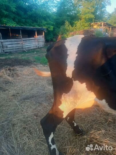 Корова дойная