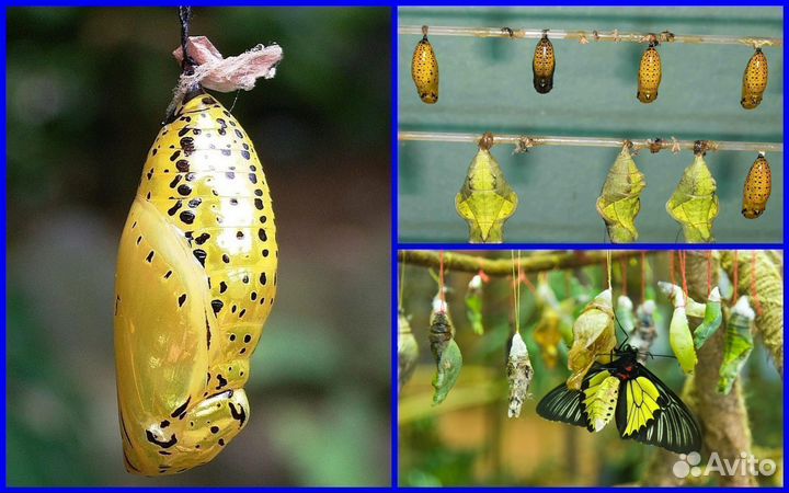 Детская Миниферма Тропических бабочек д/ф-8