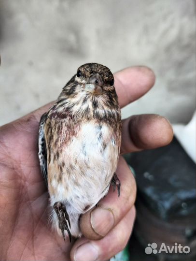 Певчие лесные птицы