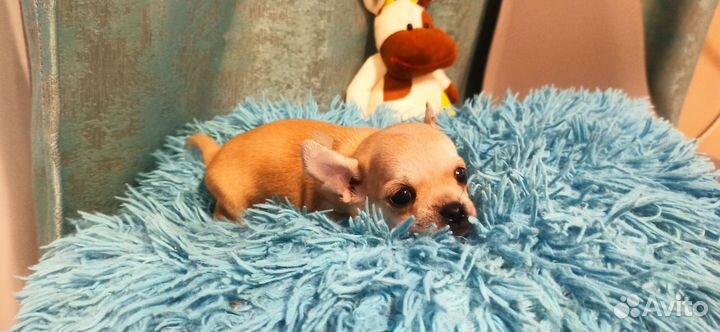 Чихуахуа мини