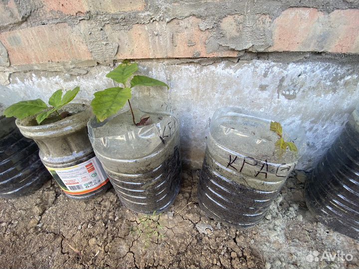 Дубы разных сортов