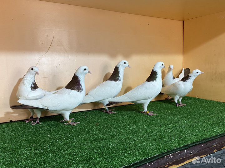 Бакинские бойные голуби