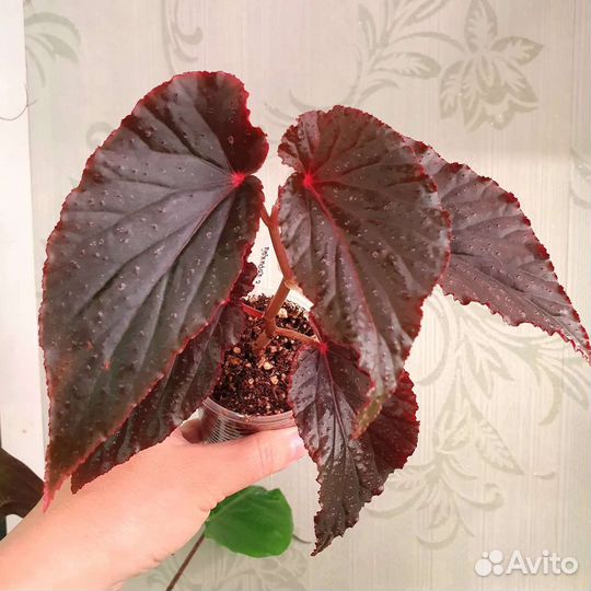 Комнатные растения, цветы