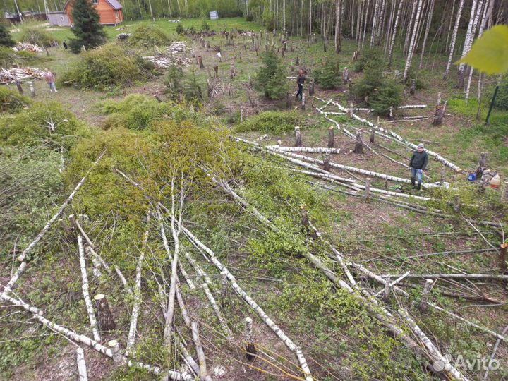 Спил деревьев, Расчистка участков