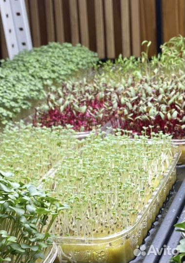 Агровата для микрозелени