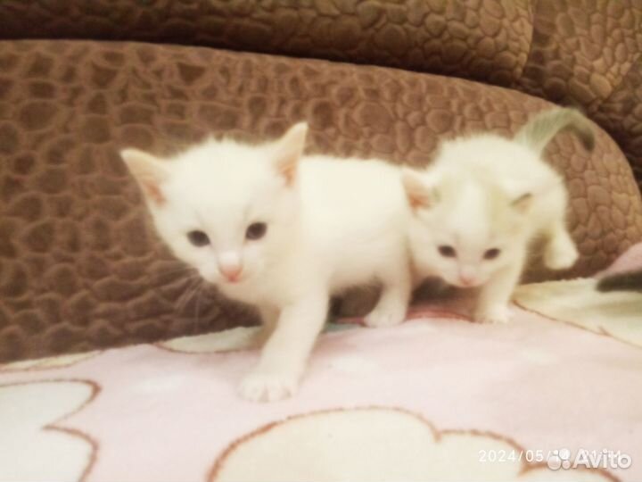 Котята мальчик и девочка