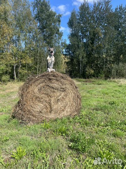 Передержка собак/Зоогостиница