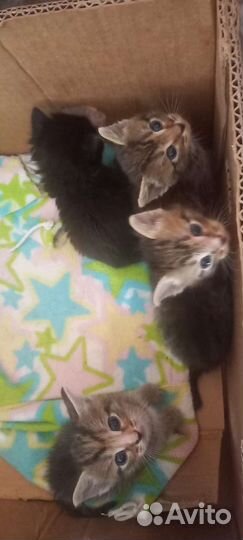Котята в дар
