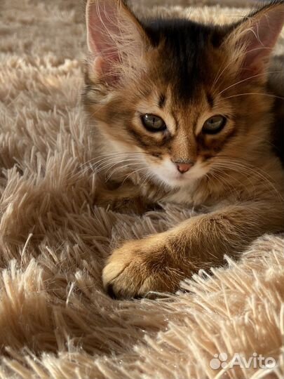 Сомалийские котята