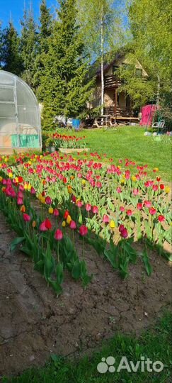 Луковицы тюльпанов