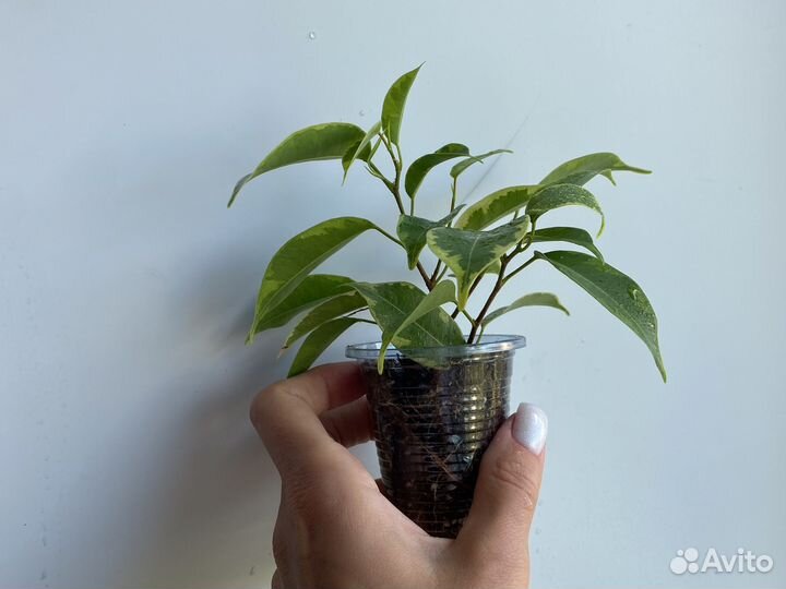 Фикус бенджамина кинки