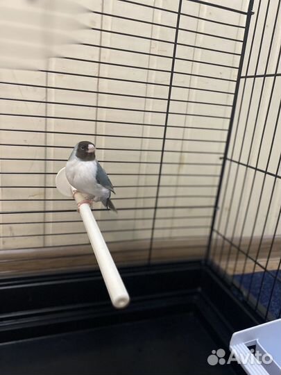 Амадины гульда