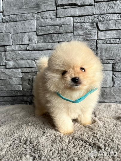 Щенки шпица