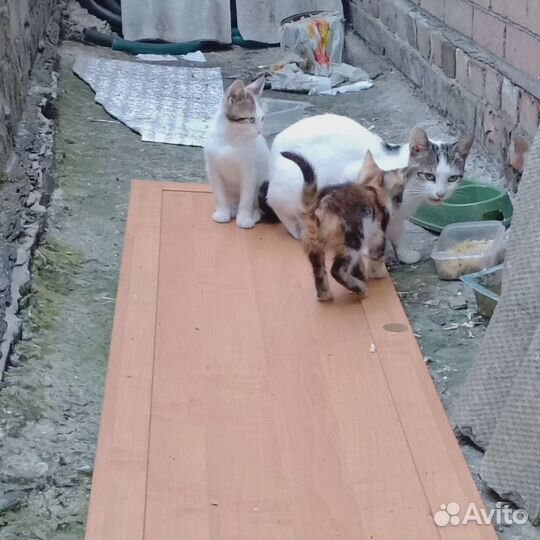 Котята в добрые руки