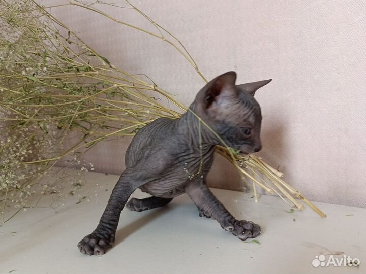 Донской сфинкс котята