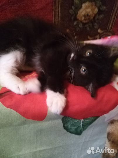 Сонечка - черно-белая девочка 1.5 мес. Ждет вас