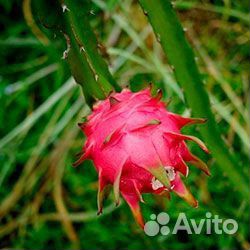 Саженцы питахайя драконий фрукт экзот