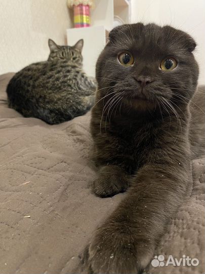Отдам кота в добрые руки