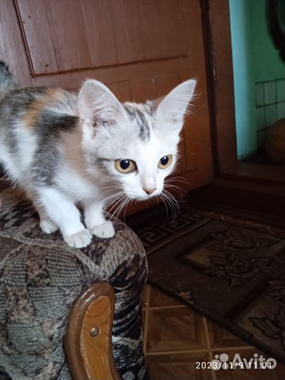 Отдам в добрые руки маленькую кошечку